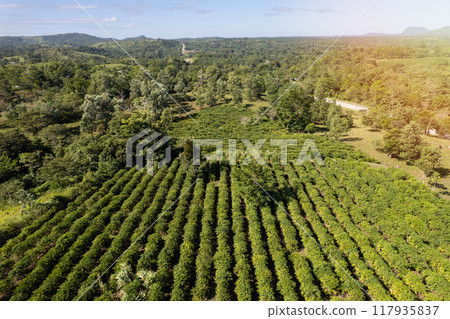 Cultivated farm field aerial view Cultivated farm field aerial view 117935837