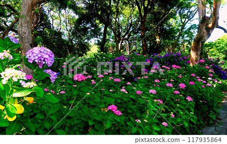 Colorful hydrangea flowers in early summer 117935864