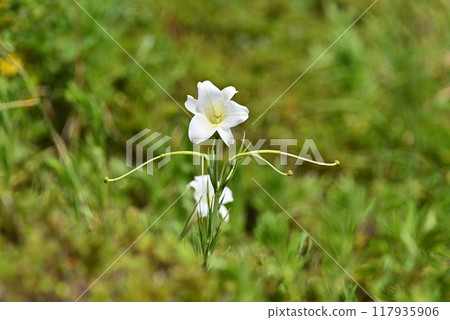 高砂百合 117935906