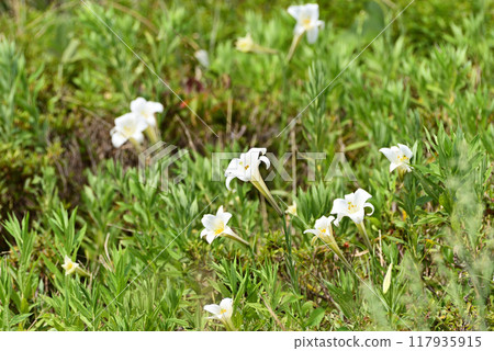 Takasago lily Takasago lily 117935915