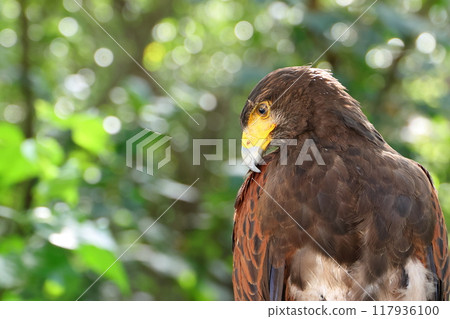 哈里斯霍克的酷炫個人資料 117936100