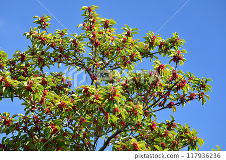 Kuroganemochi (Round Leaf Holly/also considered a lucky charm) 117936236