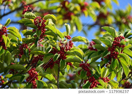 Kuroganemochi (Round Leaf Holly/also considered a lucky charm) Kuroganemochi (Round Leaf Holly/also considered a lucky charm) 117936237