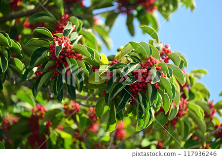 Kuroganemochi (Round Leaf Holly/also considered a lucky charm) Kuroganemochi (Round Leaf Holly/also considered a lucky charm) 117936246