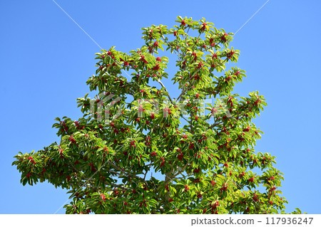 Kuroganemochi (Round Leaf Holly/also considered a lucky charm) Kuroganemochi (Round Leaf Holly/also considered a lucky charm) 117936247
