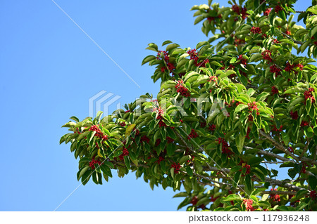 Kuroganemochi (Round Leaf Holly/also considered a lucky charm) 117936248