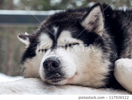 Siberian Husky resting peacefully on snow-covered surface in a serene winter landscape during daylight hours 117936522