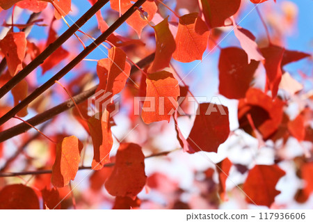 Autumn leaves Autumn leaves 117936606