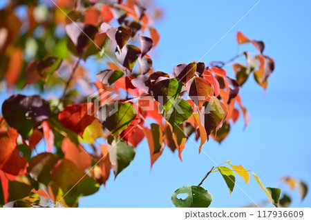 Autumn leaves Autumn leaves 117936609