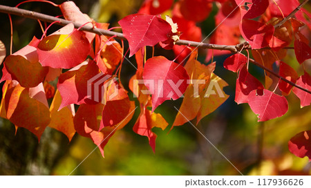 秋天的落葉 117936626