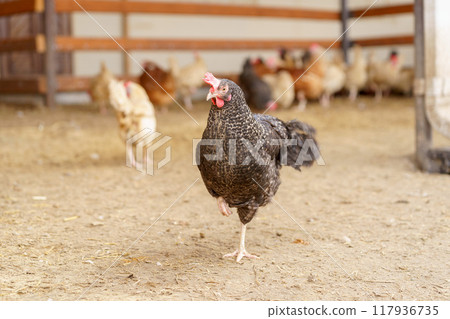 Group of chickens standing in a row, each clucking and pecking at the ground. Group of chickens standing in a row, each clucking and pecking at the ground. 117936735