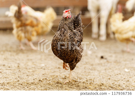 Chicken gracefully moves across a dry dirt field, its feathers shimmering in the sunlight. Chicken gracefully moves across a dry dirt field, its feathers shimmering in the sunlight. 117936736