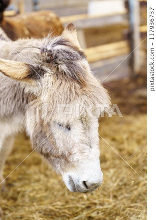 Donkey up close in a spacious pen, peacefully grazing, surrounded by wooden fencing. Donkey up close in a spacious pen, peacefully grazing, surrounded by wooden fencing. 117936737