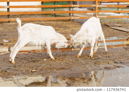Graceful White Goats Freely Roaming on terrain on farm. Selective focus 117936741