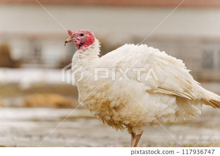 Rural countryside landscape with broad breasted domestic turkey. Rural countryside landscape with broad breasted domestic turkey. 117936747
