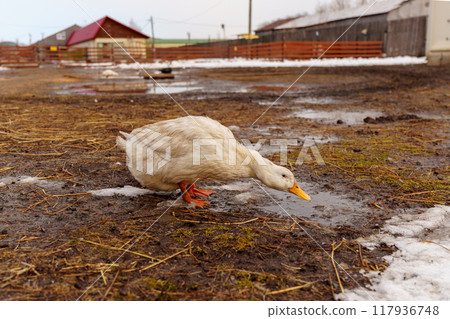 Ducks are standing in the dirt, their feathers blending with the earth as they explore the ground with their beaks. 117936748