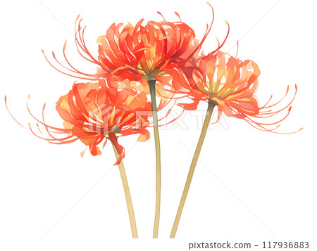 三花紅蜘蛛百合的背景透明插圖 117936883