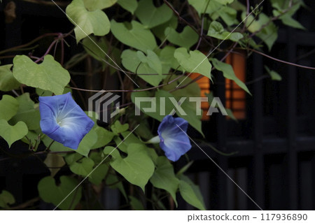 屋簷下的牽牛花 屋簷下的牽牛花 117936890