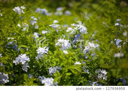 Small white tropical flower Small white tropical flower 117936950