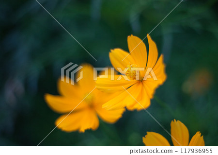 小黃色熱帶花 117936955