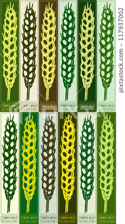 Set of vector drawing COMMON WHEAT in various colors. Hand drawn illustration. Latin name is TRITICUM AESTIVUM L 117937002