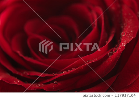 wet red rose flower closeup 117937104