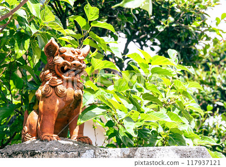 夏天shisar 夏天shisar 117937121