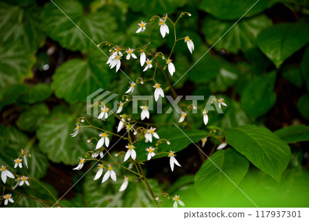 Yukinoshita (under the snow) Yukinoshita (under the snow) 117937301