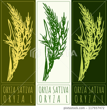 Vector drawing ORYZA SATIVA. Hand drawn illustration. Latin name is ORYZA L 117937472