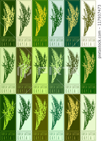 Set of vector drawing ORYZA SATIVA in various colors. Hand drawn illustration. Latin name is ORYZA L Set of vector drawing ORYZA SATIVA in various colors. Hand drawn illustration. Latin name is ORYZA L 117937473