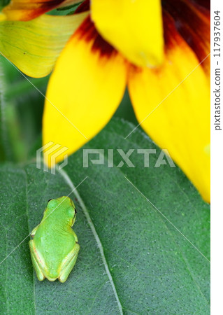 A tree frog admiring the Rudbeckia flowers A tree frog admiring the Rudbeckia flowers 117937604