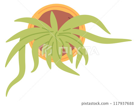 Houseplant top view. Flat lay home decoration 117937688