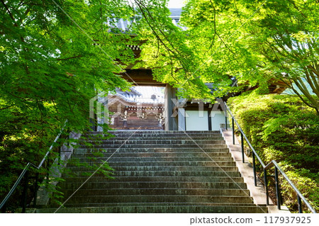 藍色楓葉覆蓋的興國寺正門(和歌山縣由良町) 藍色楓葉覆蓋的興國寺正門(和歌山縣由良町) 117937925