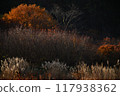 A carpet of autumn leaves and silver grass landscape, the beauty of autumn leaves 117938362
