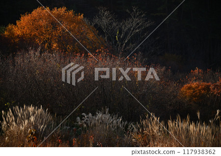 秋天的紅葉地毯和蒲葦的風景,秋天的紅葉之美 秋天的紅葉地毯和蒲葦的風景,秋天的紅葉之美 117938362