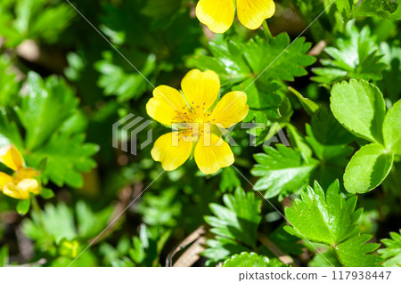 Miyaka Bai Miyaka Bai 117938447