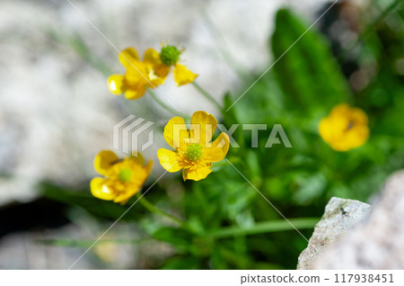 Miyama Kimpoke 117938451