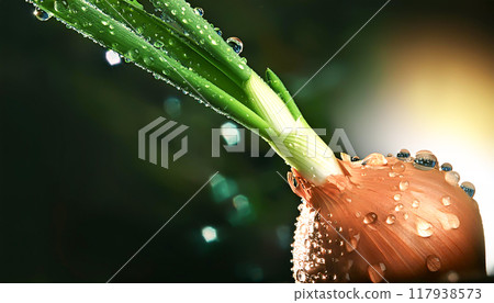 新鮮蔬菜 新鮮蔬菜 117938573