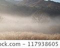A carpet of silver grass and autumn leaves sparkling in the morning mist and sunlight. 117938605