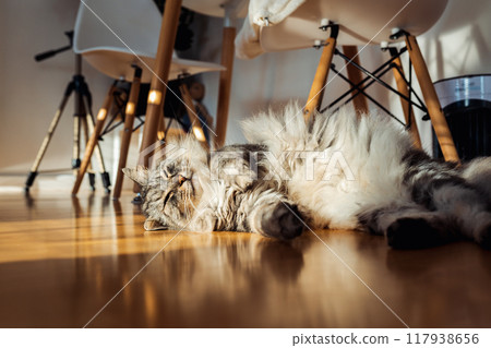 fluffy domestic cat lazily lies on parquet floor in room, in sun rays fluffy domestic cat lazily lies on parquet floor in room, in sun rays 117938656