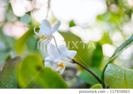 blooming orchid in wicker basket 117938663