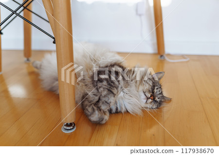 fluffy domestic cat lazily lies on parquet floor in room, in sun rays 117938670