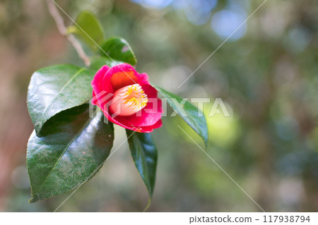 紅山茶花 紅山茶花 117938794