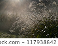 The rays of the morning sun shine on the silver grass, shining with morning dew. 117938842