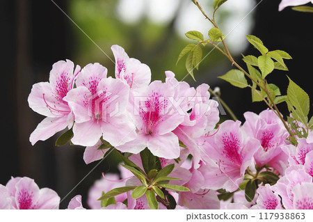 山路兩旁盛開的淡粉紅杜鵑花 117938863