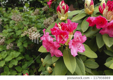 驛站路邊杜鵑花盛開 117938869