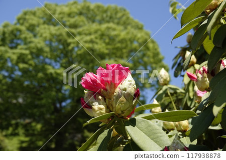 春天的陽光下，路邊盛開的杜鵑花 117938878