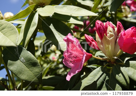 Rhododendrons blooming along the road in the spring sunshine 117938879