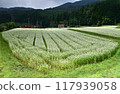 Buckwheat flowers: A carpet of white flowers 117939058