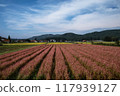 Red buckwheat flowers blooming like a fan 117939127